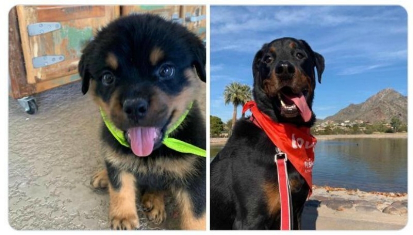 40 tocar fotos de animales en el estilo de "entonces y ahora" 40 tocar fotos de animales en el estilo de "entonces y ahora"