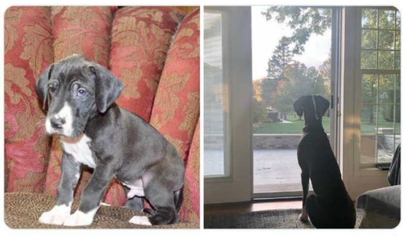 40 tocar fotos de animales en el estilo de "entonces y ahora" 40 tocar fotos de animales en el estilo de "entonces y ahora"