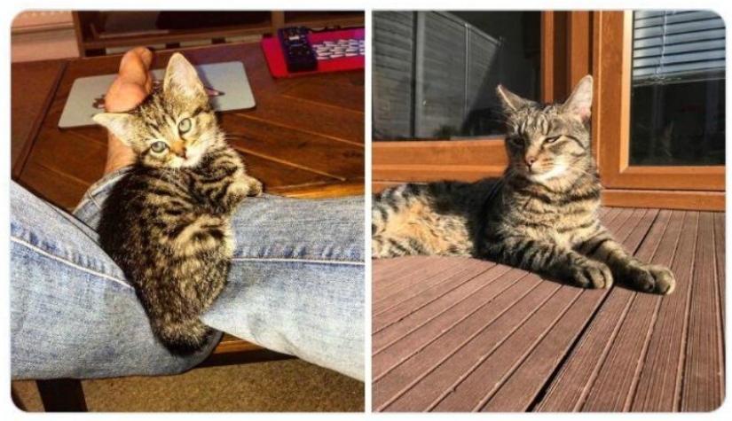 40 tocar fotos de animales en el estilo de "entonces y ahora" 40 tocar fotos de animales en el estilo de "entonces y ahora"