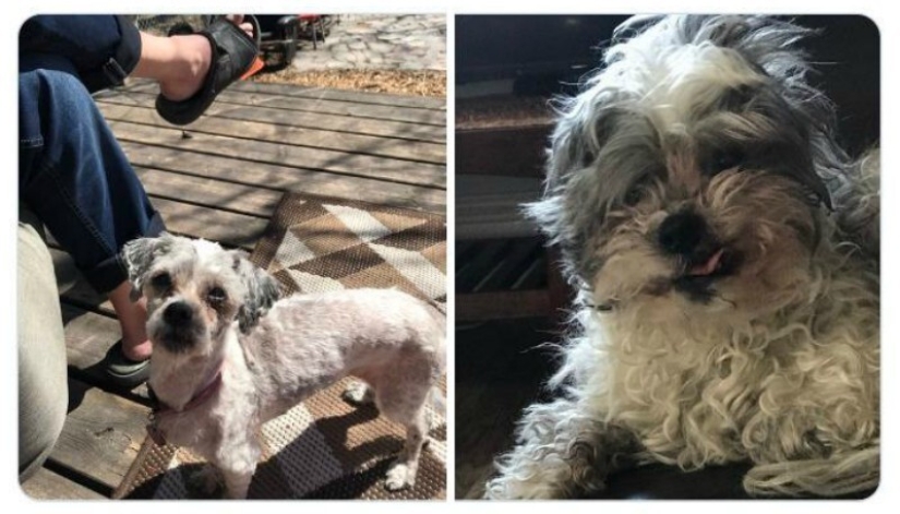 40 tocar fotos de animales en el estilo de "entonces y ahora" 40 tocar fotos de animales en el estilo de "entonces y ahora"