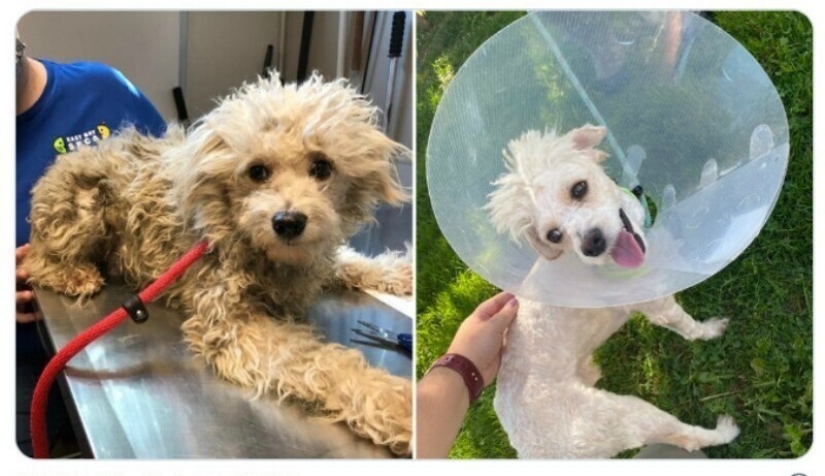 40 tocar fotos de animales en el estilo de "entonces y ahora" 40 tocar fotos de animales en el estilo de "entonces y ahora"