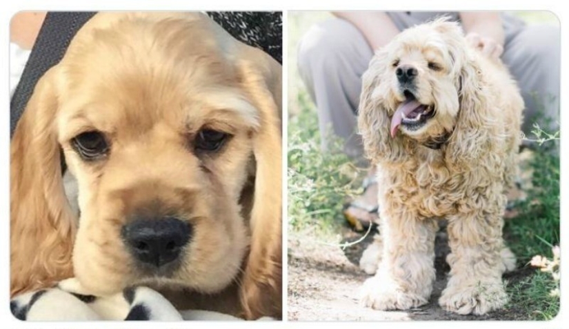 40 tocar fotos de animales en el estilo de "entonces y ahora" 40 tocar fotos de animales en el estilo de "entonces y ahora"