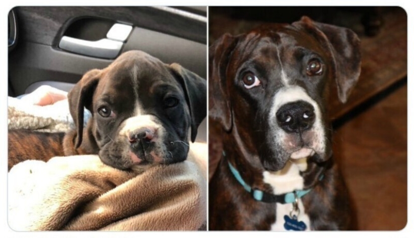 40 tocar fotos de animales en el estilo de "entonces y ahora" 40 tocar fotos de animales en el estilo de "entonces y ahora"