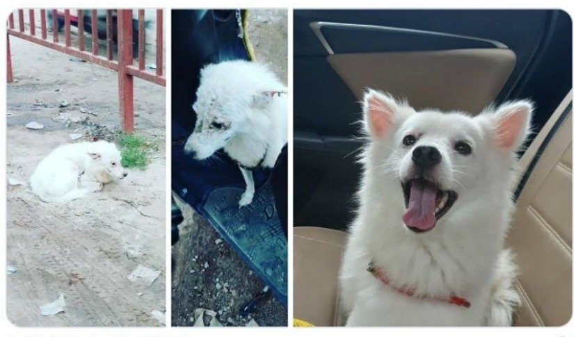 40 tocar fotos de animales en el estilo de "entonces y ahora" 40 tocar fotos de animales en el estilo de "entonces y ahora"