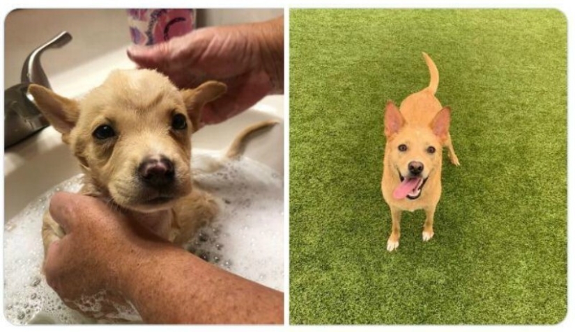 40 tocar fotos de animales en el estilo de "entonces y ahora" 40 tocar fotos de animales en el estilo de "entonces y ahora"