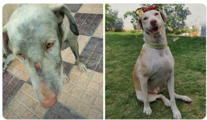 40 tocar fotos de animales en el estilo de "entonces y ahora" 40 tocar fotos de animales en el estilo de "entonces y ahora"