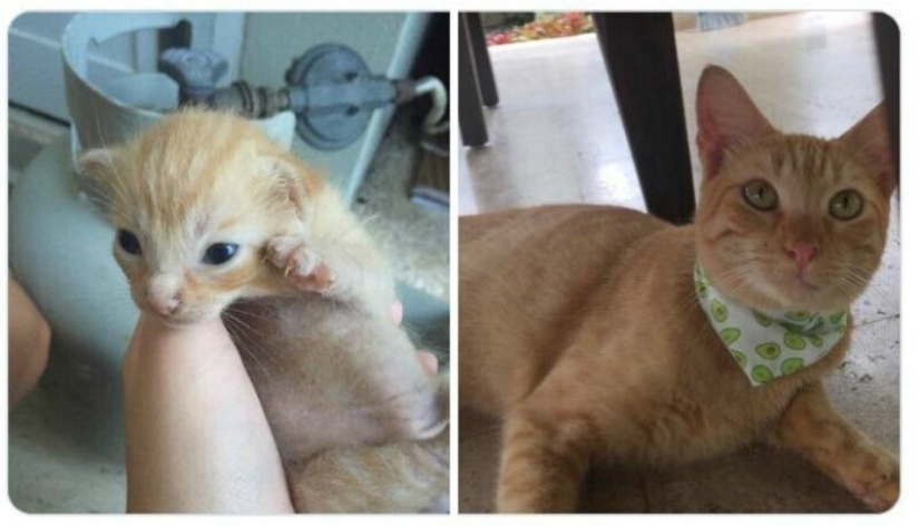 40 tocar fotos de animales en el estilo de "entonces y ahora" 40 tocar fotos de animales en el estilo de "entonces y ahora"