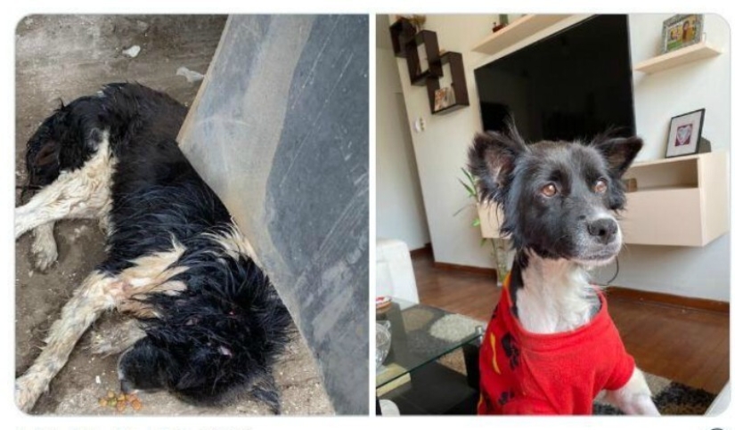 40 tocar fotos de animales en el estilo de "entonces y ahora" 40 tocar fotos de animales en el estilo de "entonces y ahora"