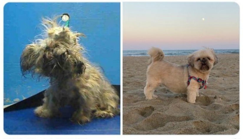 40 tocar fotos de animales en el estilo de "entonces y ahora" 40 tocar fotos de animales en el estilo de "entonces y ahora"