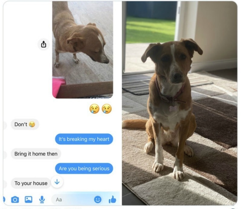 40 tocar fotos de animales en el estilo de "entonces y ahora" 40 tocar fotos de animales en el estilo de "entonces y ahora"