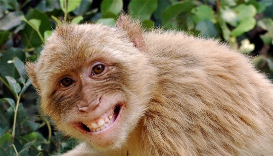 5 formas en que los animales expresan las emociones humanas