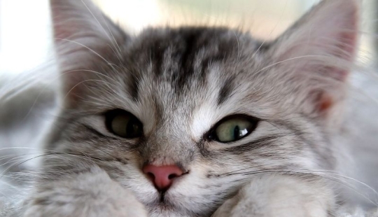 5 historias curiosas de sellos, que tuvieron que rescatar fuera de problemas