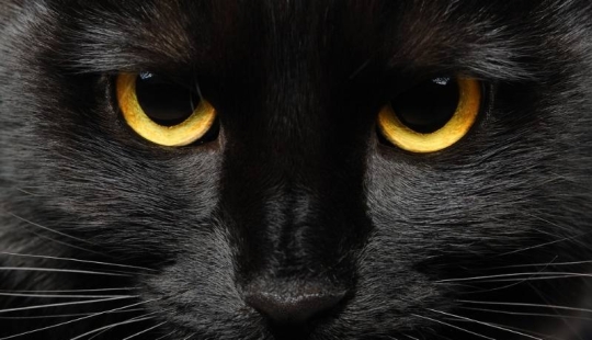 5 mitos y 5 realidades sobre los gatos negros en la cultura