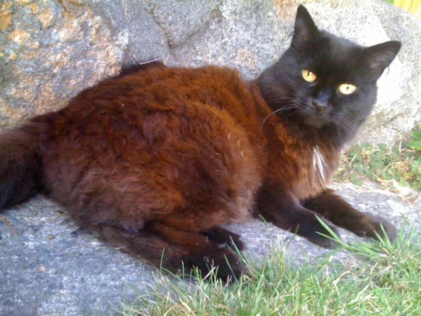 5 mitos y 5 realidades sobre los gatos negros en la cultura