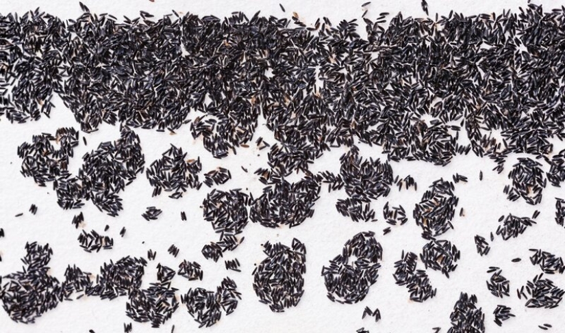 5 mosquito life stages: from egg to hibernation 5 mosquito life stages: from egg to hibernation