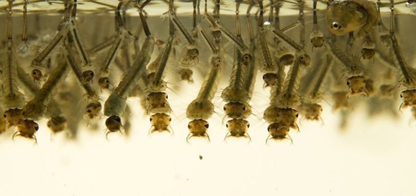 5 mosquito life stages: from egg to hibernation 5 mosquito life stages: from egg to hibernation