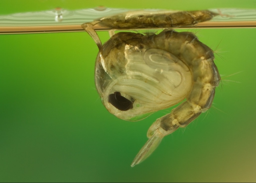 5 mosquito life stages: from egg to hibernation 5 mosquito life stages: from egg to hibernation