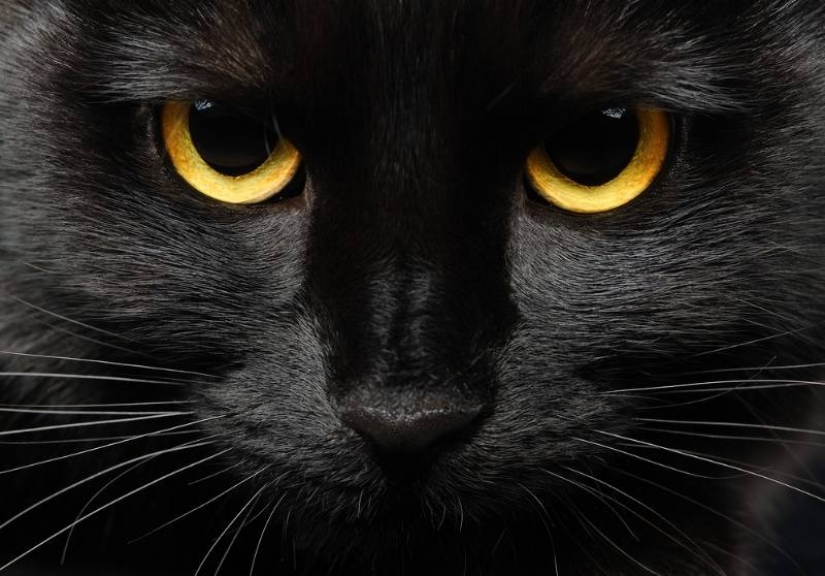 5 myths and 5 real facts about black cats in culture