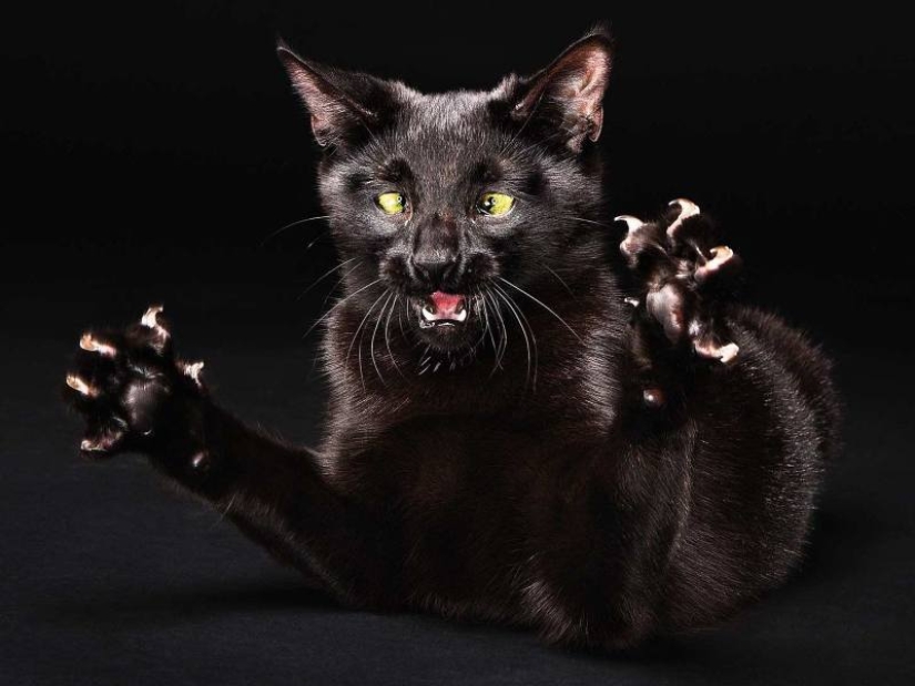5 myths and 5 real facts about black cats in culture