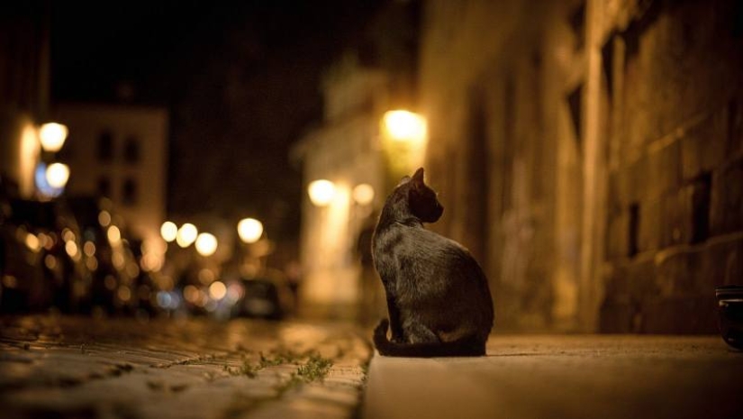 5 myths and 5 real facts about black cats in culture