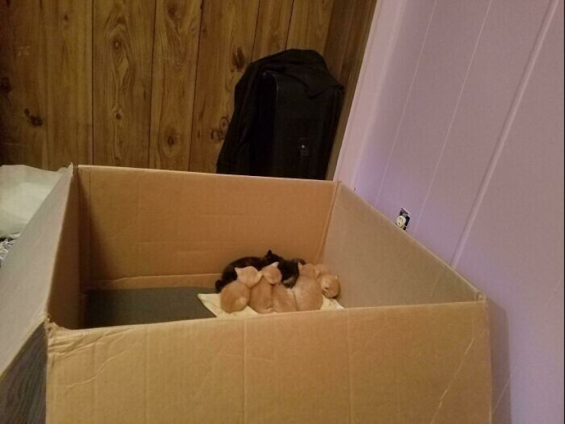 50 cosas geniales que se encuentran en un vertedero 50 cosas geniales que se encuentran en un vertedero