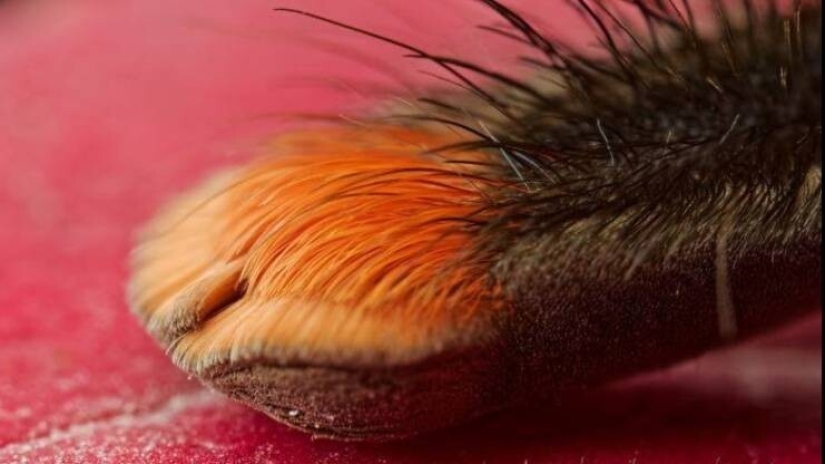 50 ejemplos de lo fascinante, inusual y diverso que es nuestro mundo