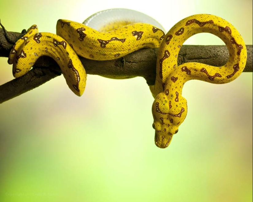 50 fotos de adorables serpientes 50 fotos de adorables serpientes