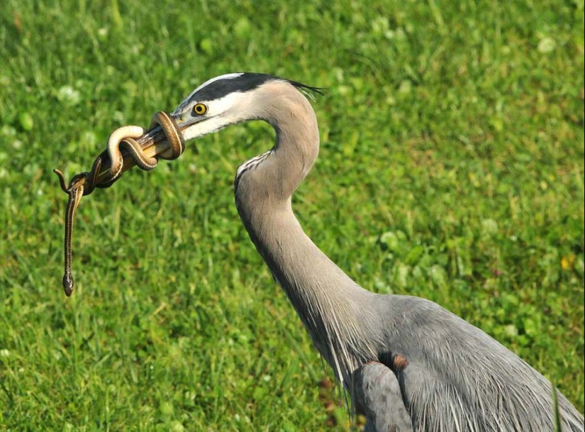 50 fotos de adorables serpientes 50 fotos de adorables serpientes