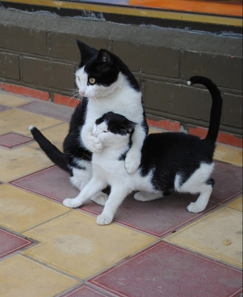 50 handsome cats and their adorable mini-copies