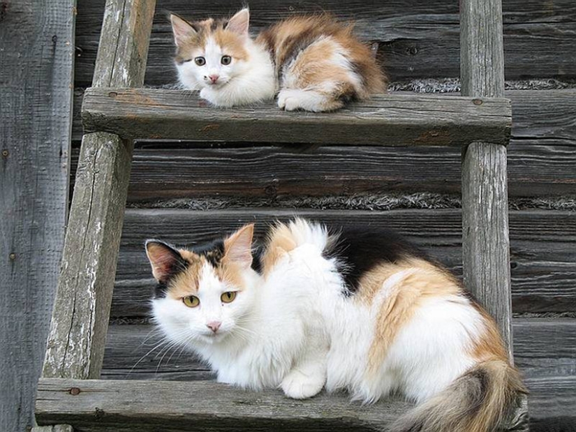 50 handsome cats and their adorable mini-copies