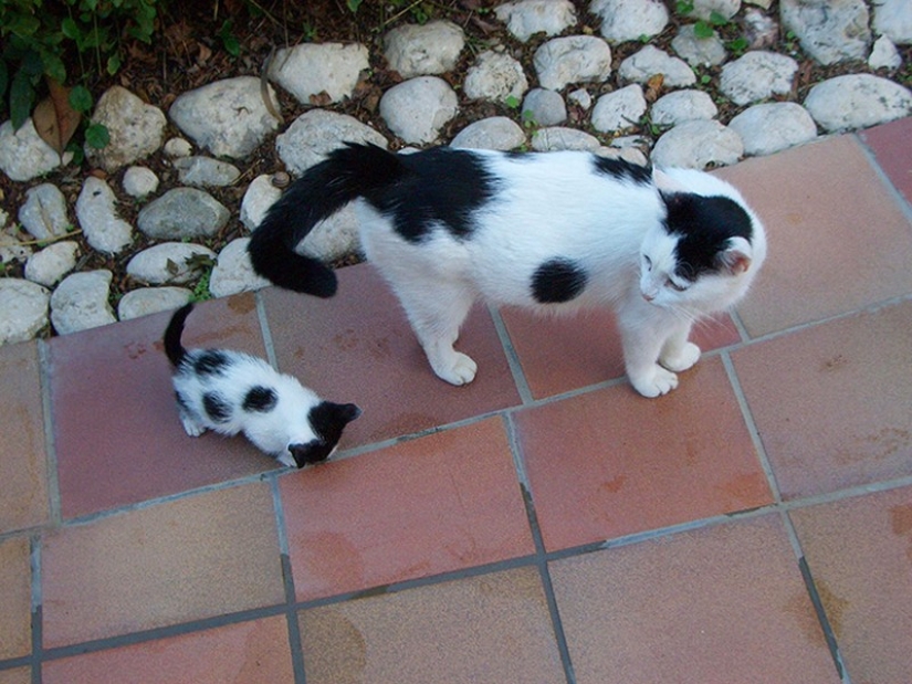 50 handsome cats and their adorable mini-copies