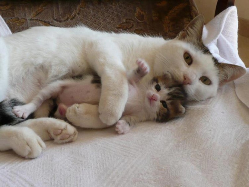 50 handsome cats and their adorable mini-copies