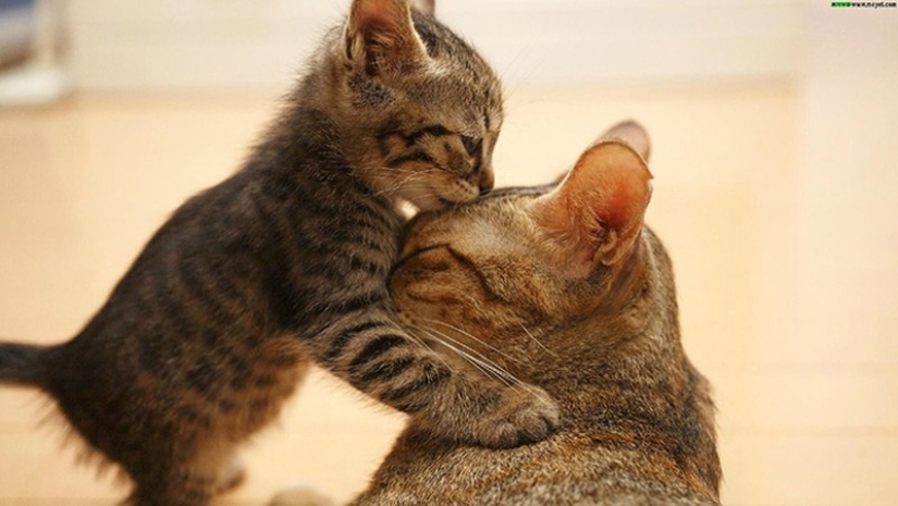 50 handsome cats and their adorable mini-copies