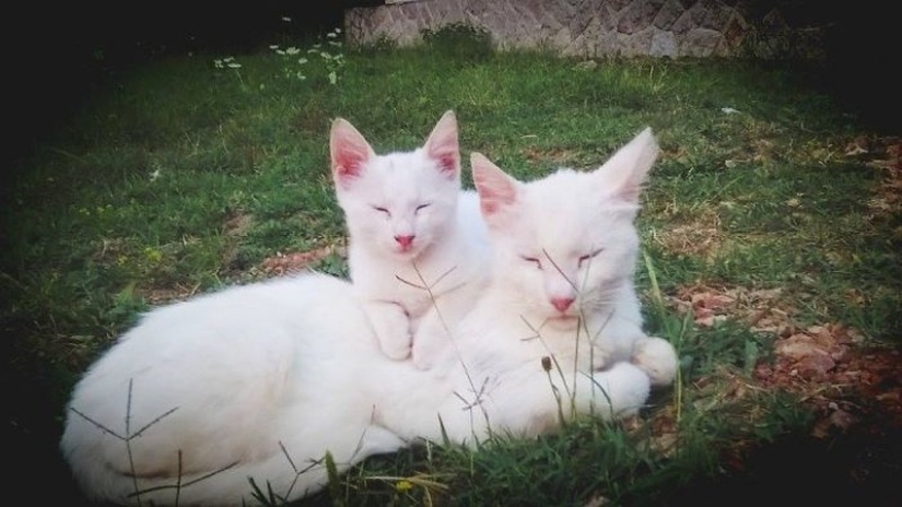 50 handsome cats and their adorable mini-copies