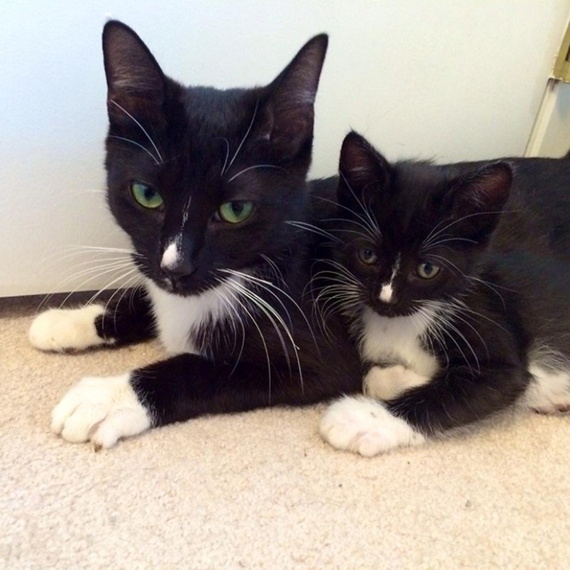 50 handsome cats and their adorable mini-copies