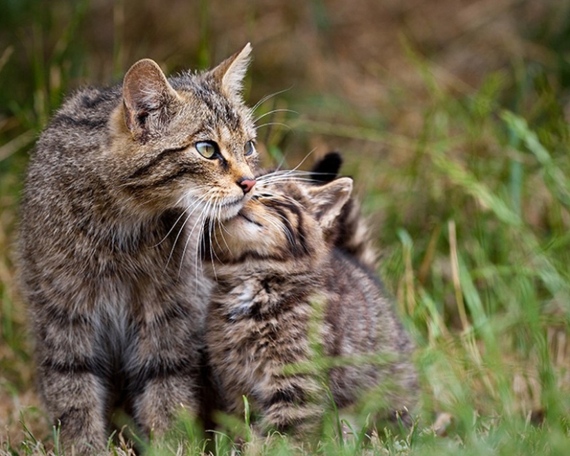 50 handsome cats and their adorable mini-copies