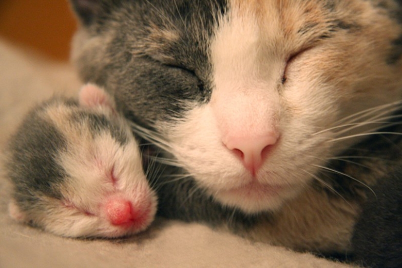 50 handsome cats and their adorable mini-copies