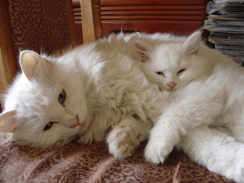 50 handsome cats and their adorable mini-copies