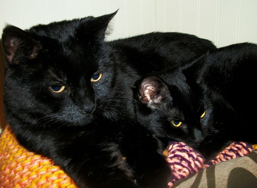 50 handsome cats and their adorable mini-copies