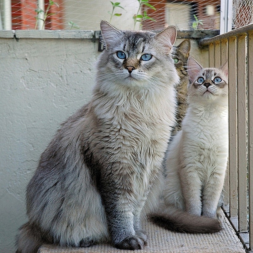 50 handsome cats and their adorable mini-copies