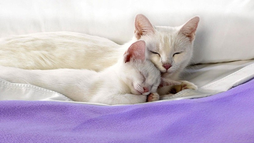 50 handsome cats and their adorable mini-copies