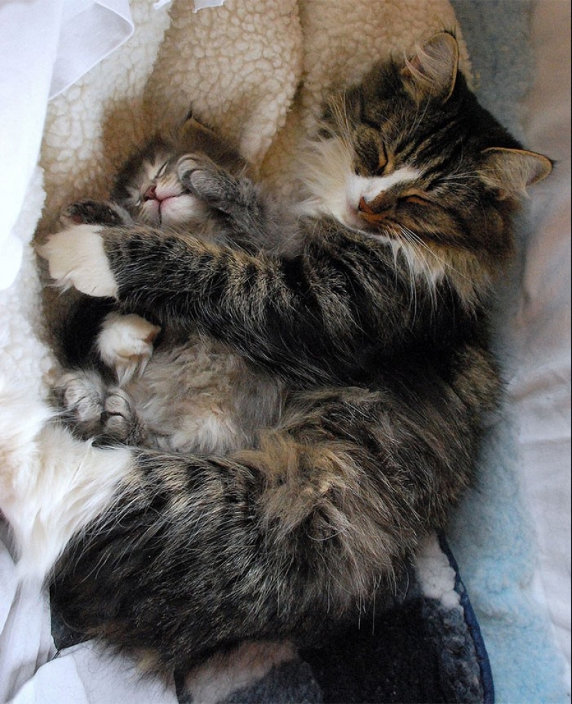 50 handsome cats and their adorable mini-copies