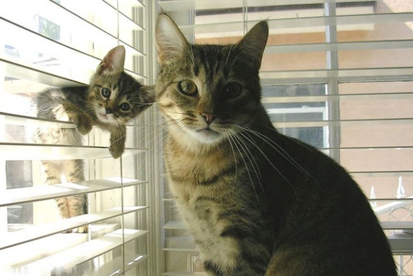 50 handsome cats and their adorable mini-copies