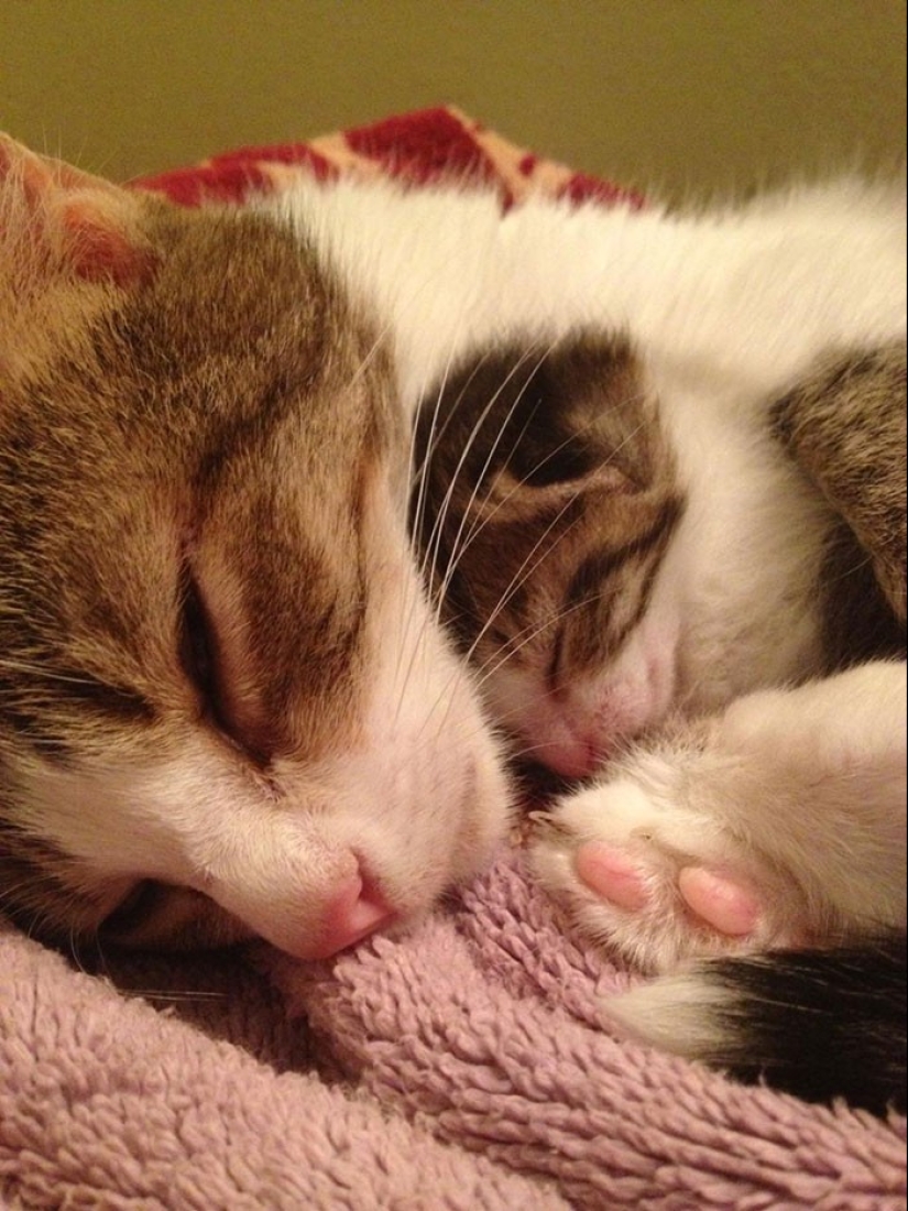 50 handsome cats and their adorable mini-copies