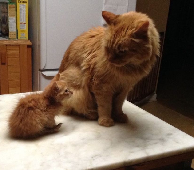 50 handsome cats and their adorable mini-copies