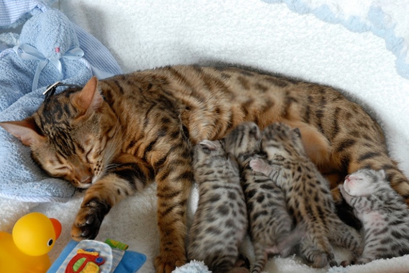 50 handsome cats and their adorable mini-copies