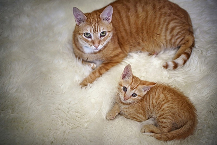 50 handsome cats and their adorable mini-copies