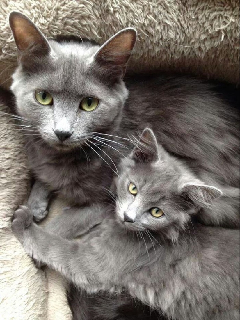 50 handsome cats and their adorable mini-copies