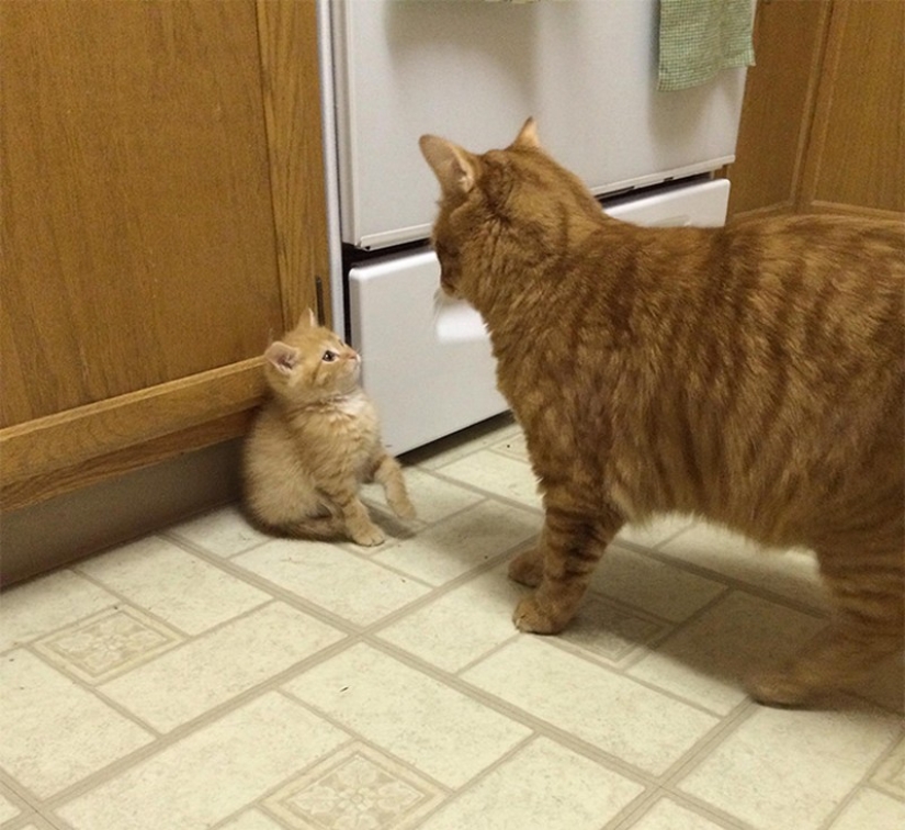 50 handsome cats and their adorable mini-copies