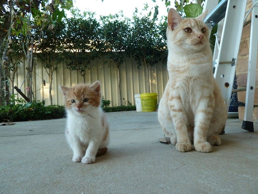 50 handsome cats and their adorable mini-copies